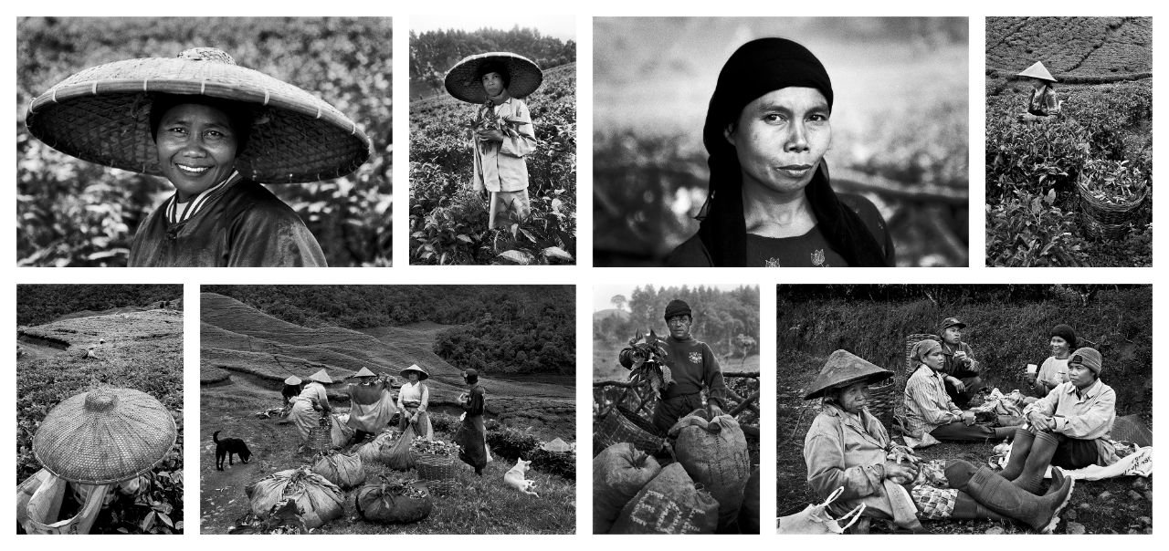 Tea harvesting at Puncak